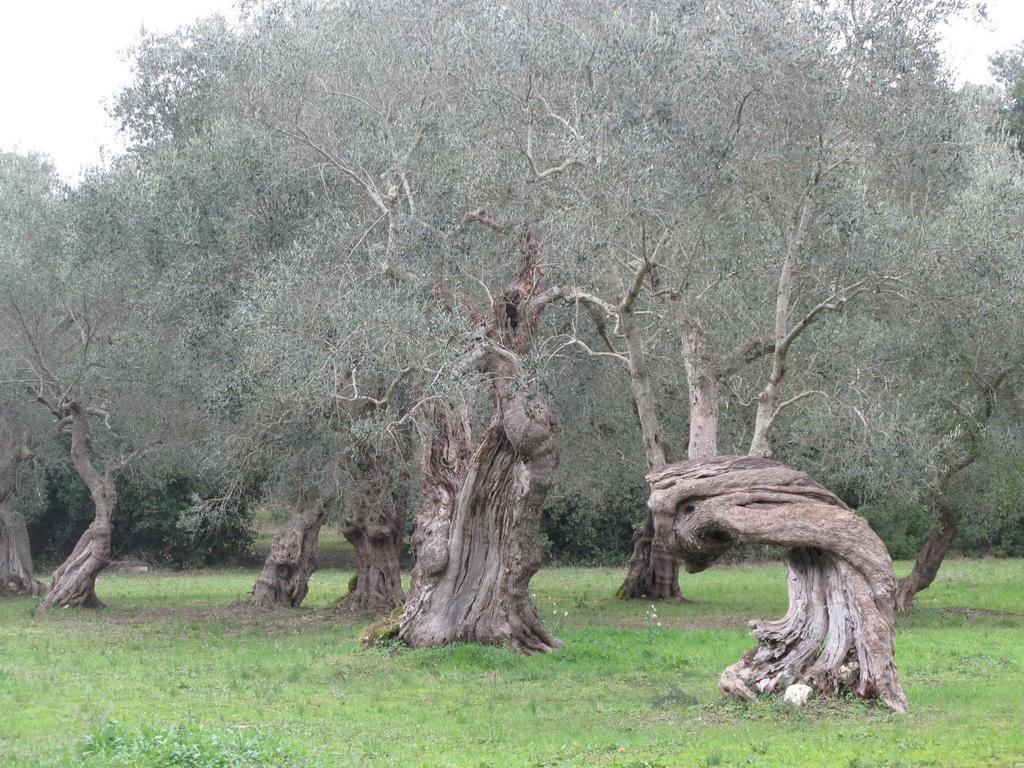 Tenuta Sant'Andrea Giuggianello Dış mekan fotoğraf
